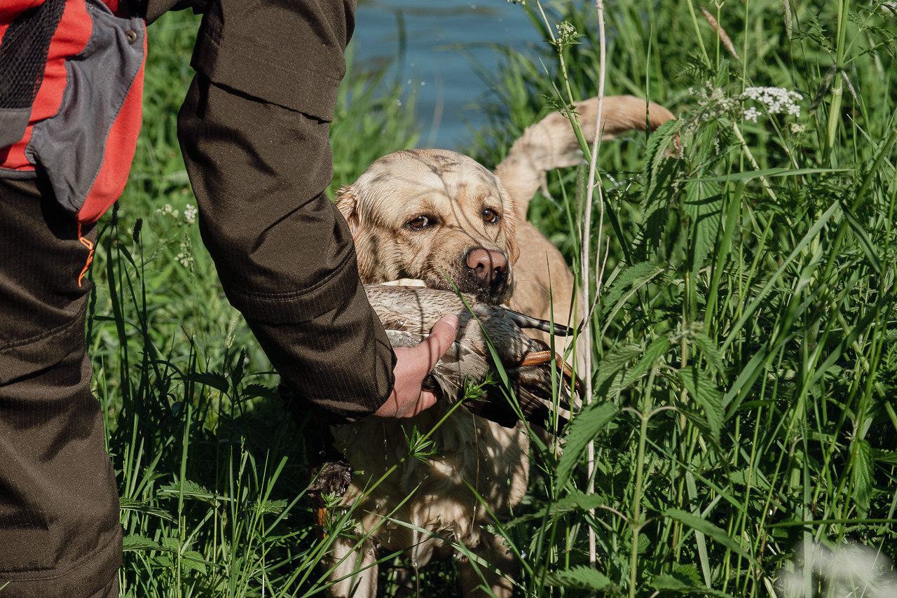 Испытания МОО «Школа Шмеля» 11 июня 2023. Фотограф-анималист Наталья Светличная