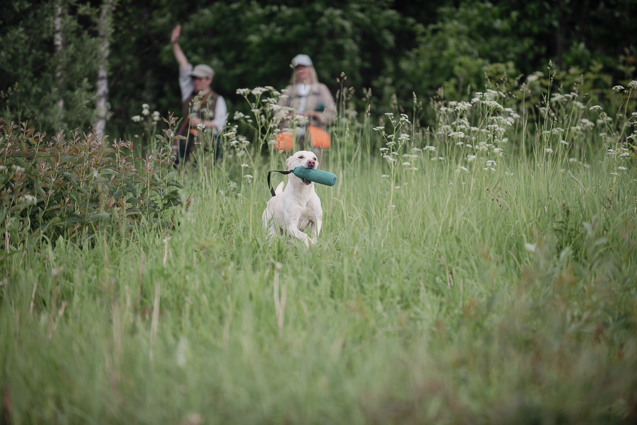 Несертификатный воркинг тест Школы Шмеля, 10 июня 2023. Фотограф-анималист Наталья Светличная