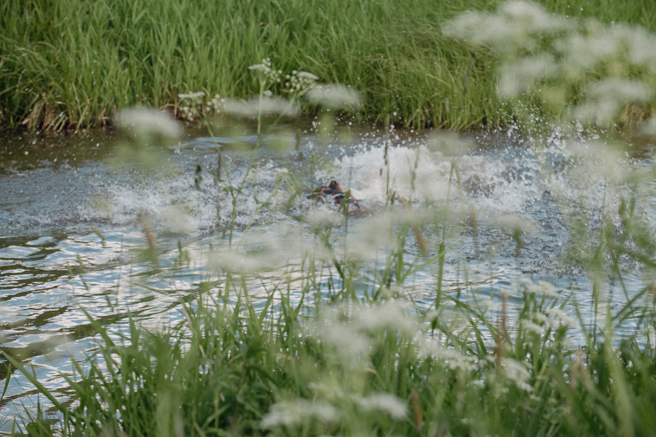 Испытания МОО «Школа Шмеля» 11 июня 2023. Фотограф-анималист Наталья Светличная