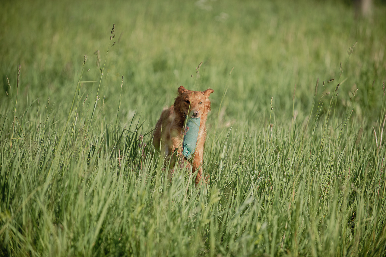 Несертификатный воркинг тест Школы Шмеля, 10 июня 2023. Фотограф-анималист Наталья Светличная