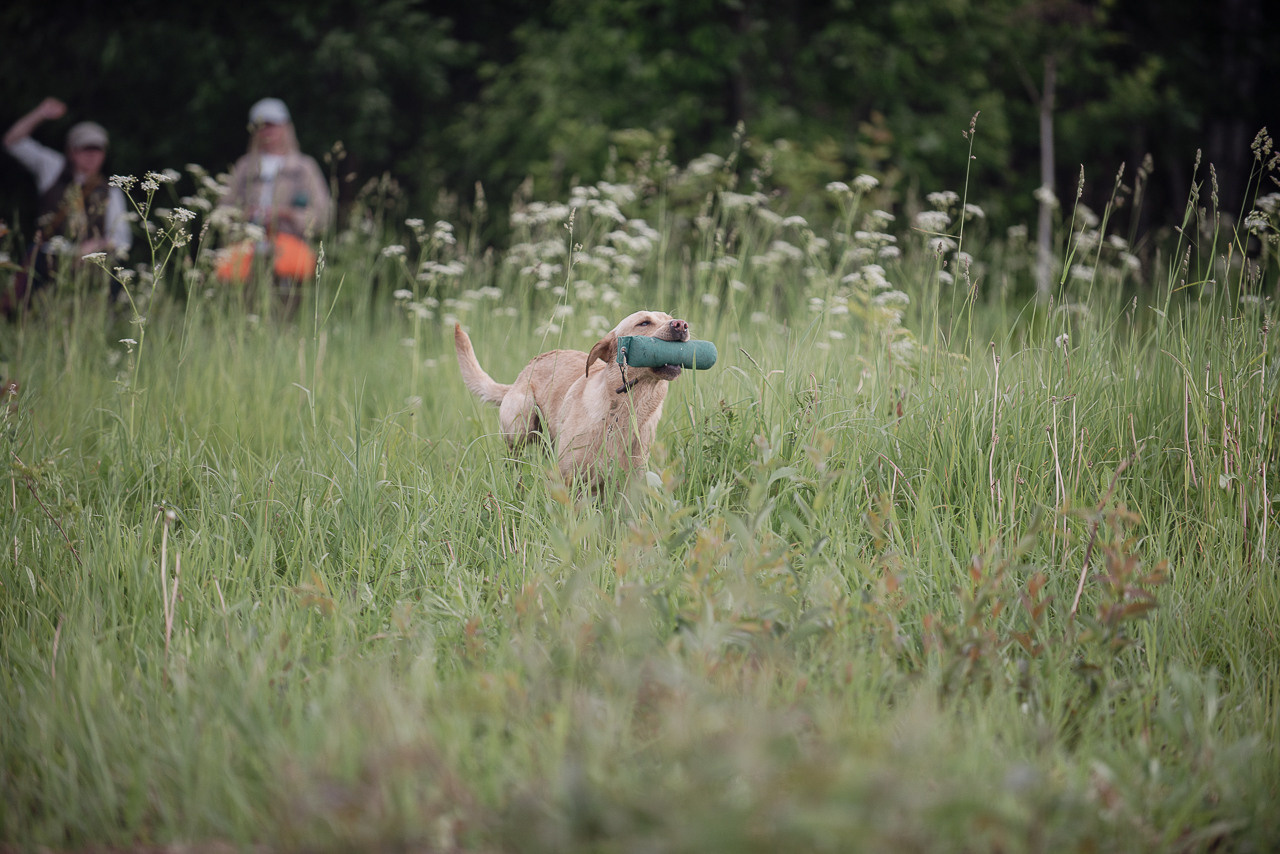 Несертификатный воркинг тест Школы Шмеля, 10 июня 2023. Фотограф-анималист Наталья Светличная