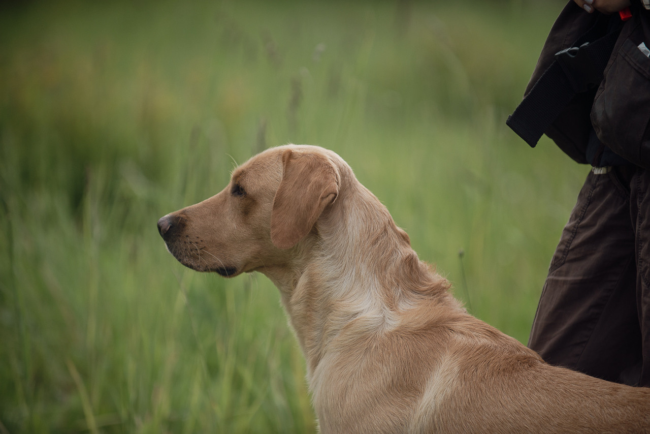 Несертификатный воркинг тест Школы Шмеля, 10 июня 2023. Фотограф-анималист Наталья Светличная