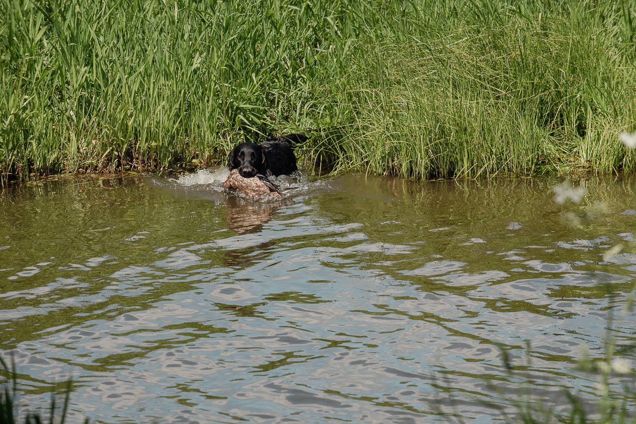 Испытания МОО «Школа Шмеля» 11 июня 2023. Фотограф-анималист Наталья Светличная
