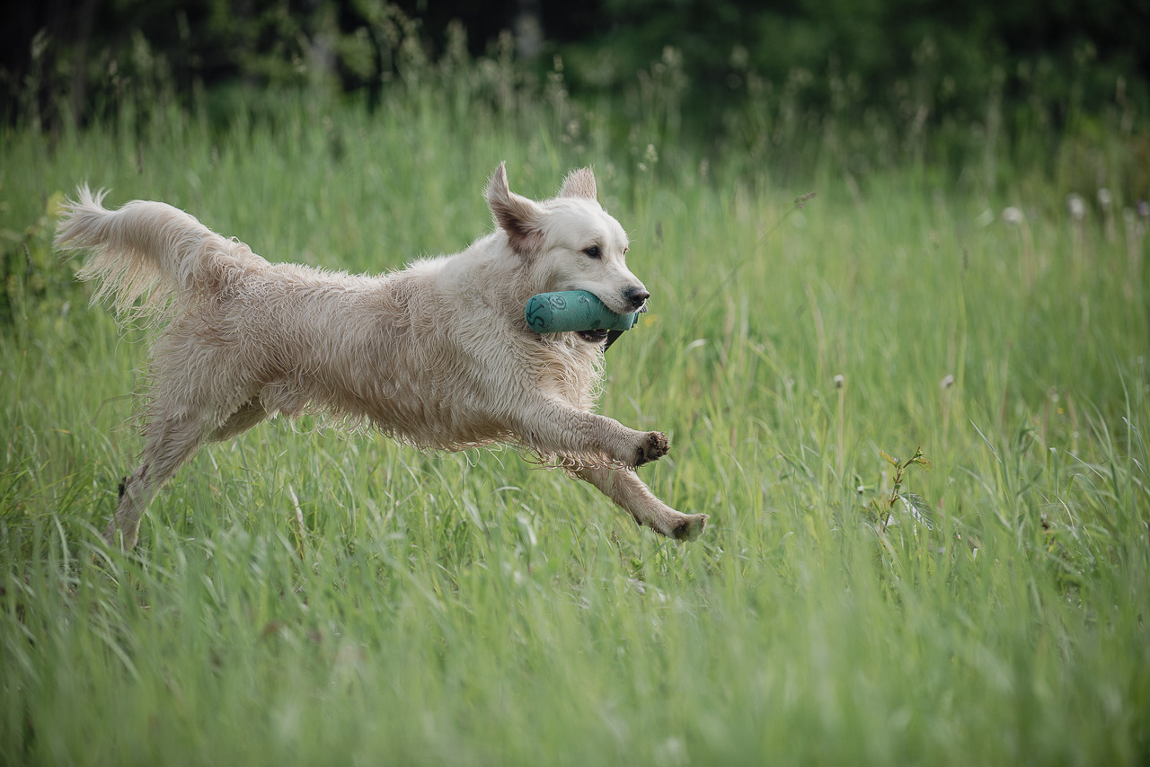 Несертификатный воркинг тест Школы Шмеля, 10 июня 2023. Фотограф-анималист Наталья Светличная