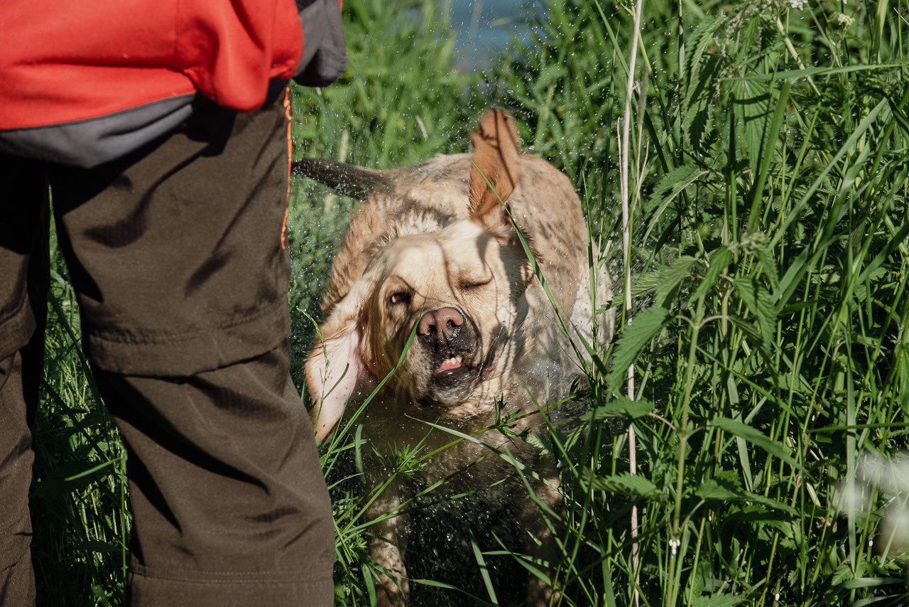 Испытания МОО «Школа Шмеля» 11 июня 2023. Фотограф-анималист Наталья Светличная