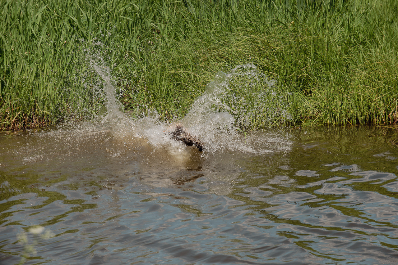 Испытания МОО «Школа Шмеля» 11 июня 2023. Фотограф-анималист Наталья Светличная