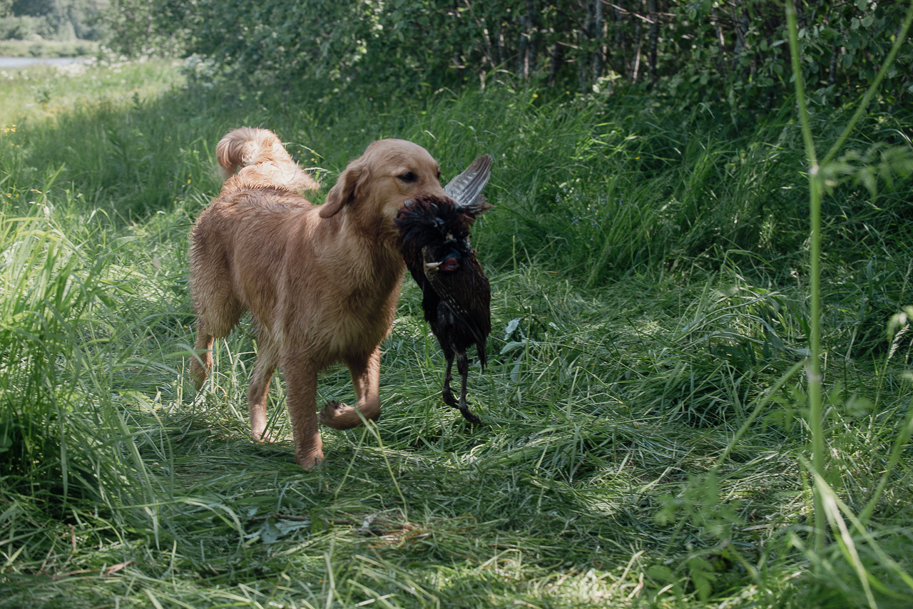 Испытания МОО «Школа Шмеля» 11 июня 2023. Фотограф-анималист Наталья Светличная
