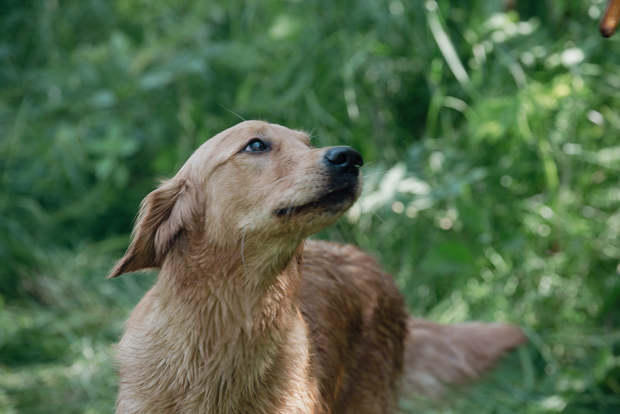 Испытания МОО «Школа Шмеля» 11 июня 2023. Фотограф-анималист Наталья Светличная