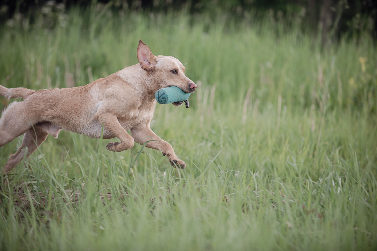 Несертификатный воркинг тест Школы Шмеля, 10 июня 2023. Фотограф-анималист Наталья Светличная