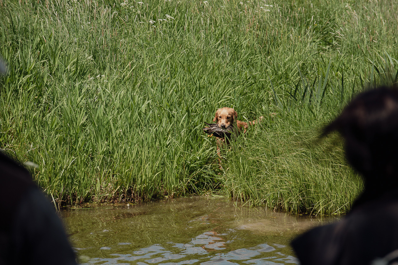 Испытания МОО «Школа Шмеля» 11 июня 2023. Фотограф-анималист Наталья Светличная