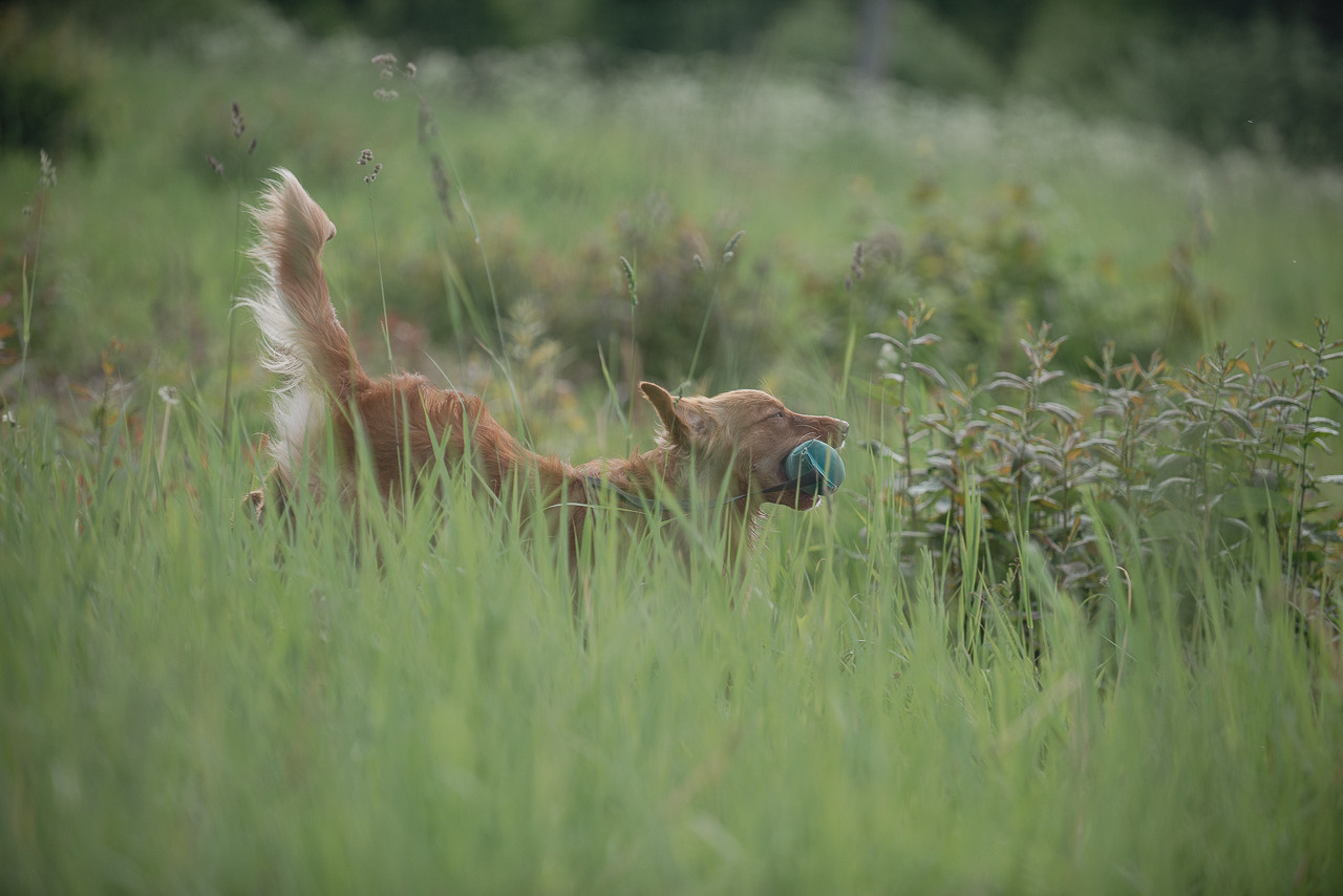 Несертификатный воркинг тест Школы Шмеля, 10 июня 2023. Фотограф-анималист Наталья Светличная