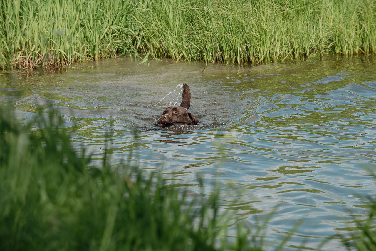 Испытания МОО «Школа Шмеля» 11 июня 2023. Фотограф-анималист Наталья Светличная