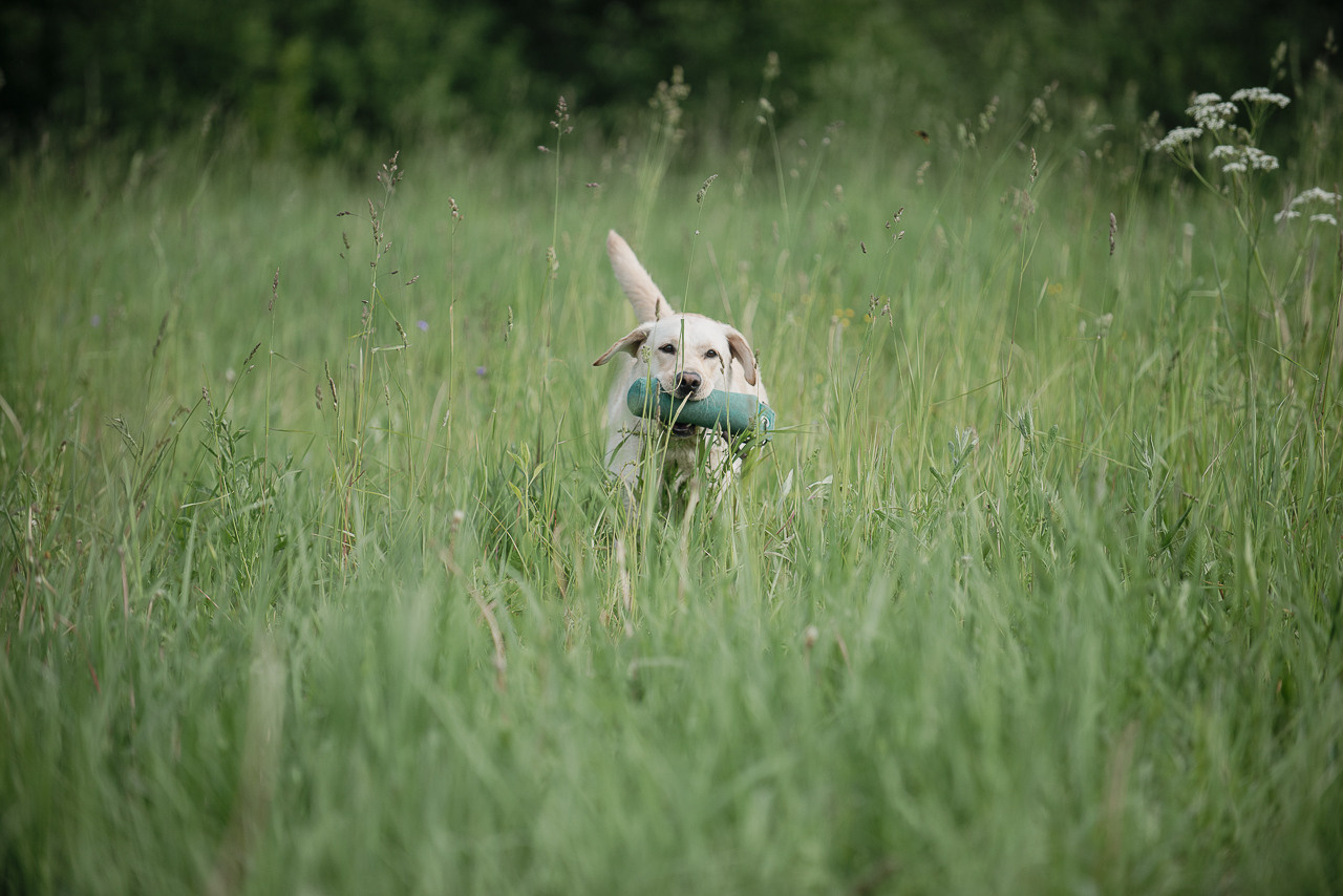 Несертификатный воркинг тест Школы Шмеля, 10 июня 2023. Фотограф-анималист Наталья Светличная