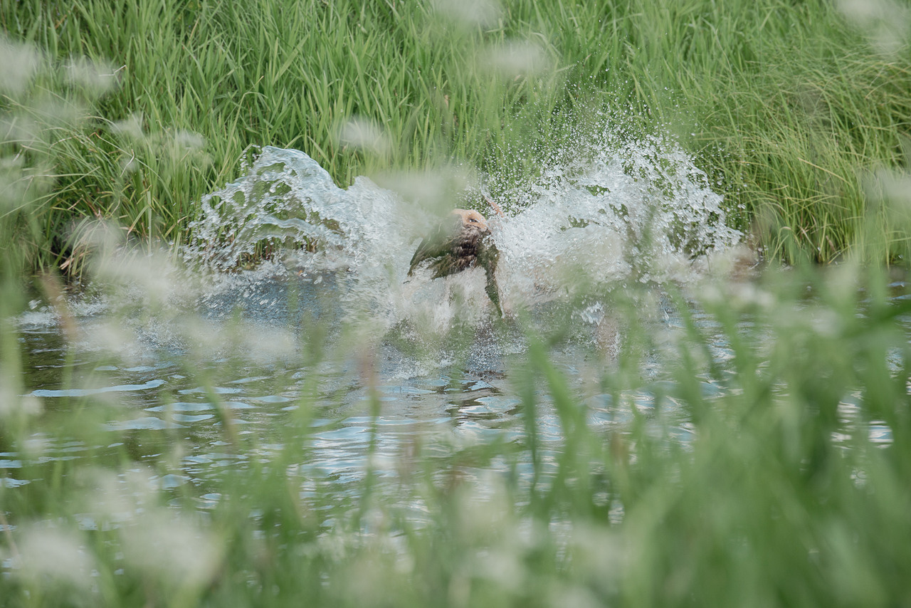 Испытания МОО «Школа Шмеля» 11 июня 2023. Фотограф-анималист Наталья Светличная
