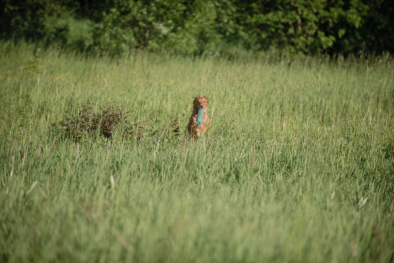 Несертификатный воркинг тест Школы Шмеля, 10 июня 2023. Фотограф-анималист Наталья Светличная