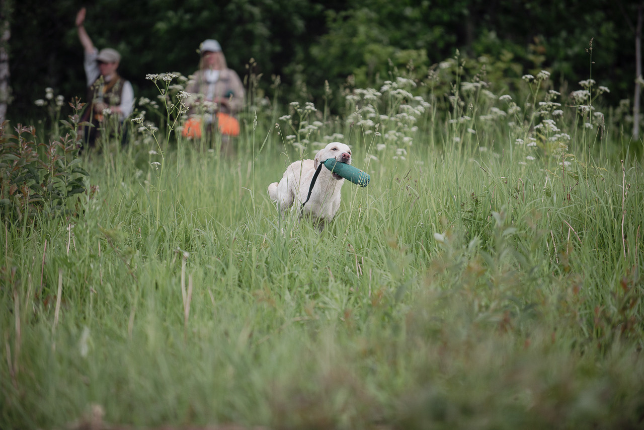 Несертификатный воркинг тест Школы Шмеля, 10 июня 2023. Фотограф-анималист Наталья Светличная