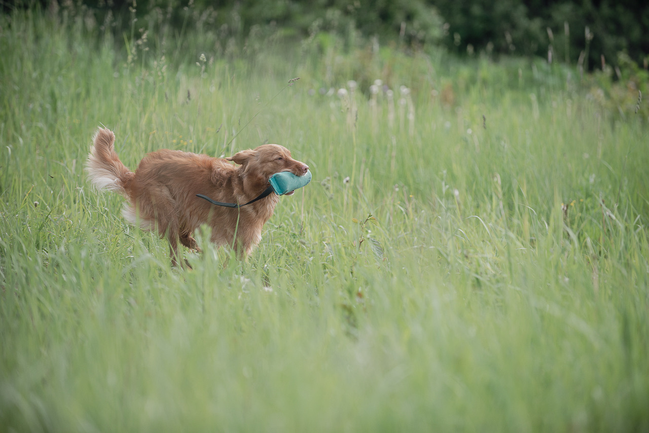 Несертификатный воркинг тест Школы Шмеля, 10 июня 2023. Фотограф-анималист Наталья Светличная