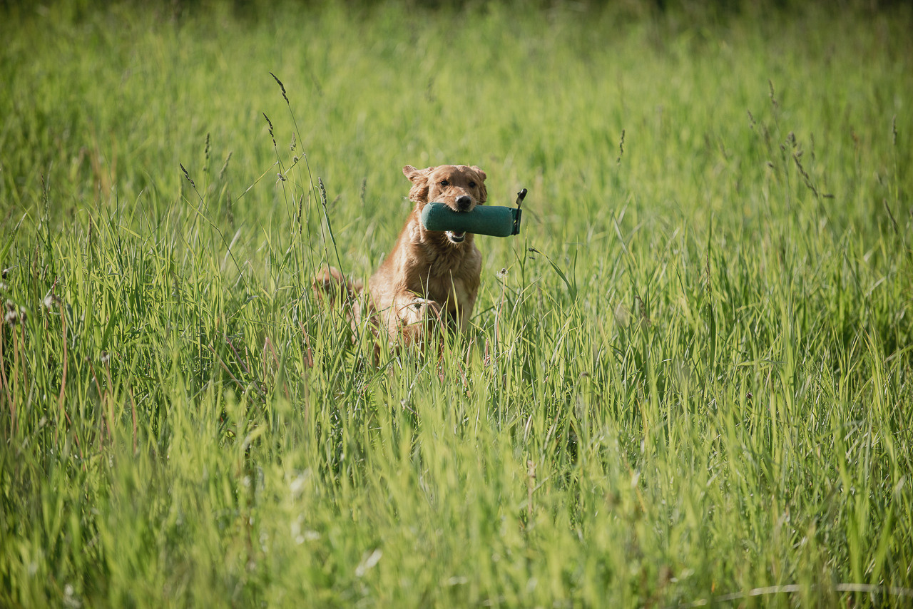 Несертификатный воркинг тест Школы Шмеля, 10 июня 2023. Фотограф-анималист Наталья Светличная