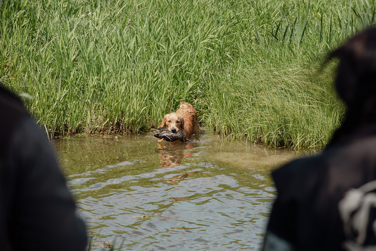 Испытания МОО «Школа Шмеля» 11 июня 2023. Фотограф-анималист Наталья Светличная