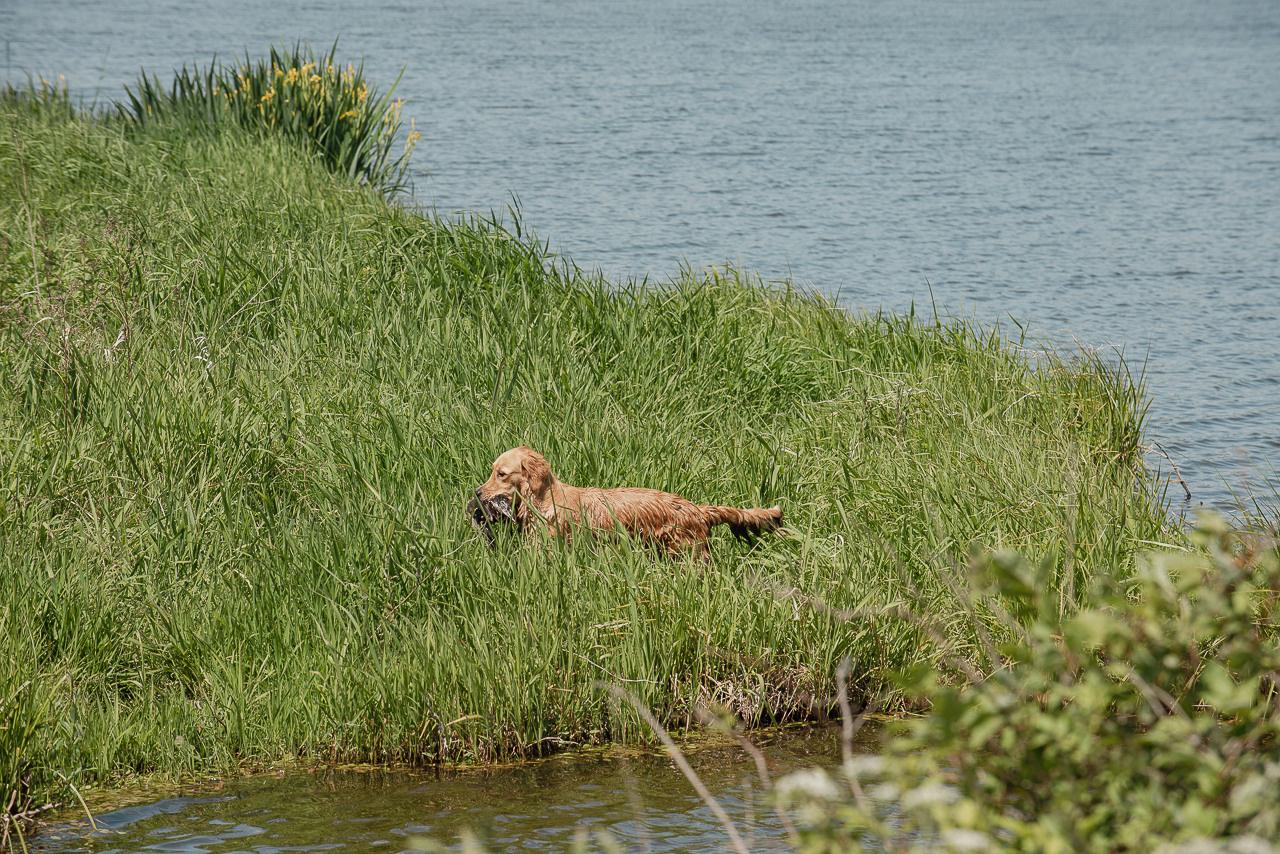 Испытания МОО «Школа Шмеля» 11 июня 2023. Фотограф-анималист Наталья Светличная