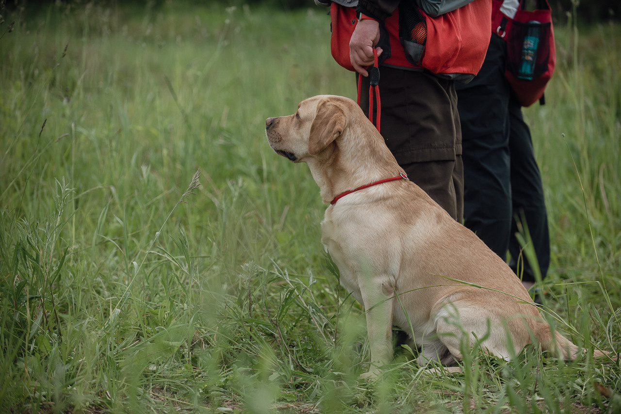 Несертификатный воркинг тест Школы Шмеля, 10 июня 2023. Фотограф-анималист Наталья Светличная