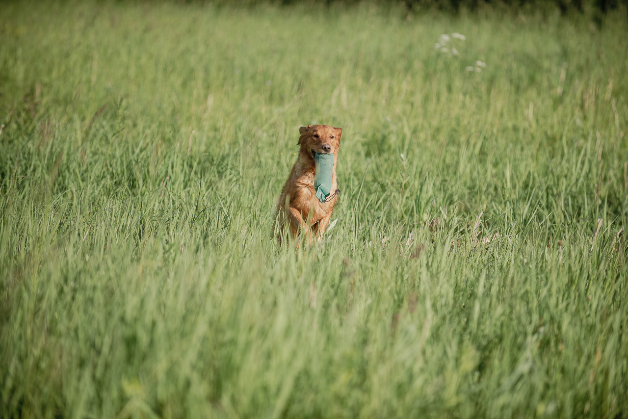 Несертификатный воркинг тест Школы Шмеля, 10 июня 2023. Фотограф-анималист Наталья Светличная