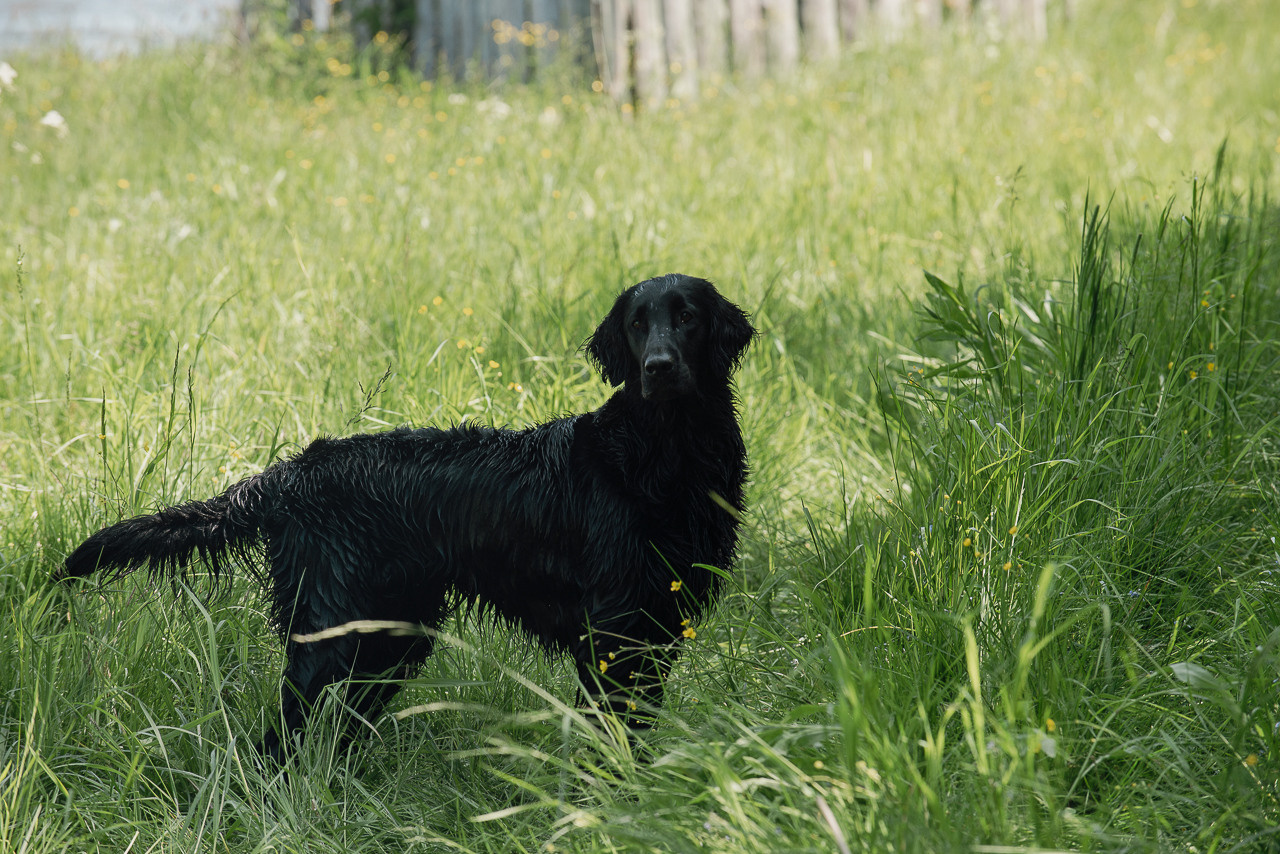 Испытания МОО «Школа Шмеля» 11 июня 2023. Фотограф-анималист Наталья Светличная