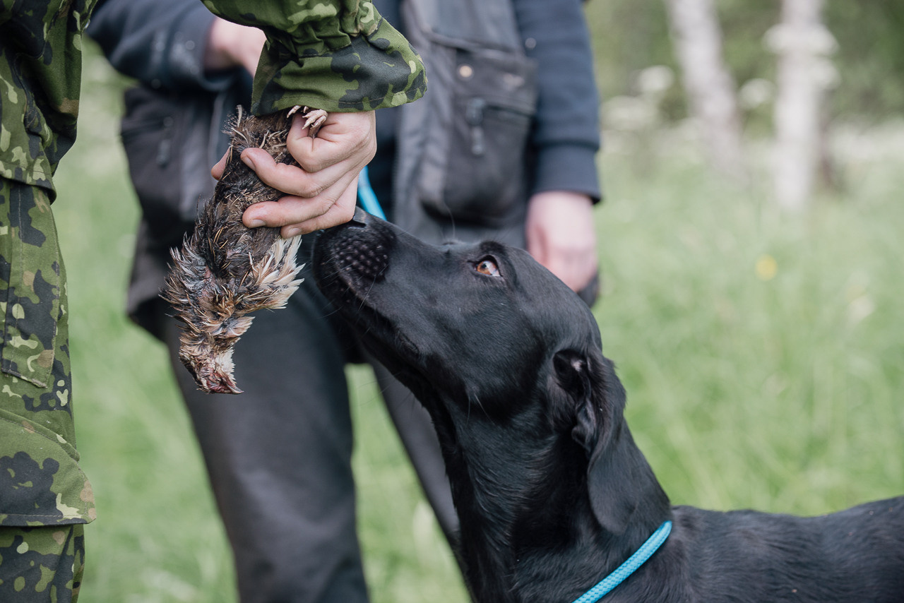 Испытания МОО «Школа Шмеля» 11 июня 2023. Фотограф-анималист Наталья Светличная