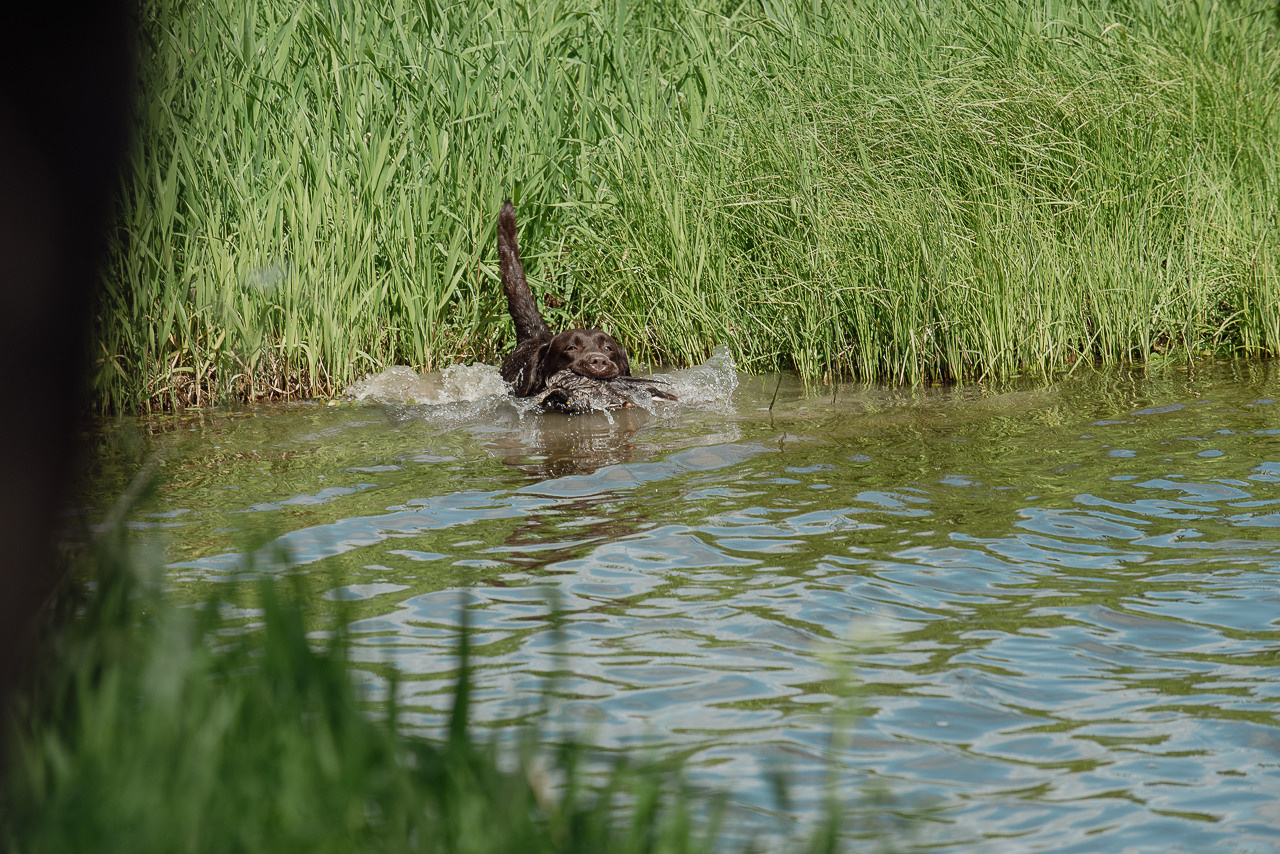 Испытания МОО «Школа Шмеля» 11 июня 2023. Фотограф-анималист Наталья Светличная