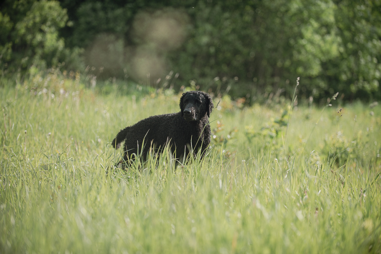 Несертификатный воркинг тест Школы Шмеля, 10 июня 2023. Фотограф-анималист Наталья Светличная