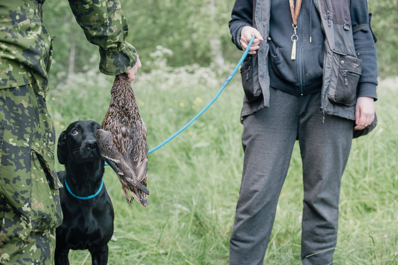 Испытания МОО «Школа Шмеля» 11 июня 2023. Фотограф-анималист Наталья Светличная