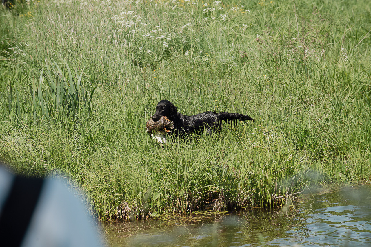 Испытания МОО «Школа Шмеля» 11 июня 2023. Фотограф-анималист Наталья Светличная