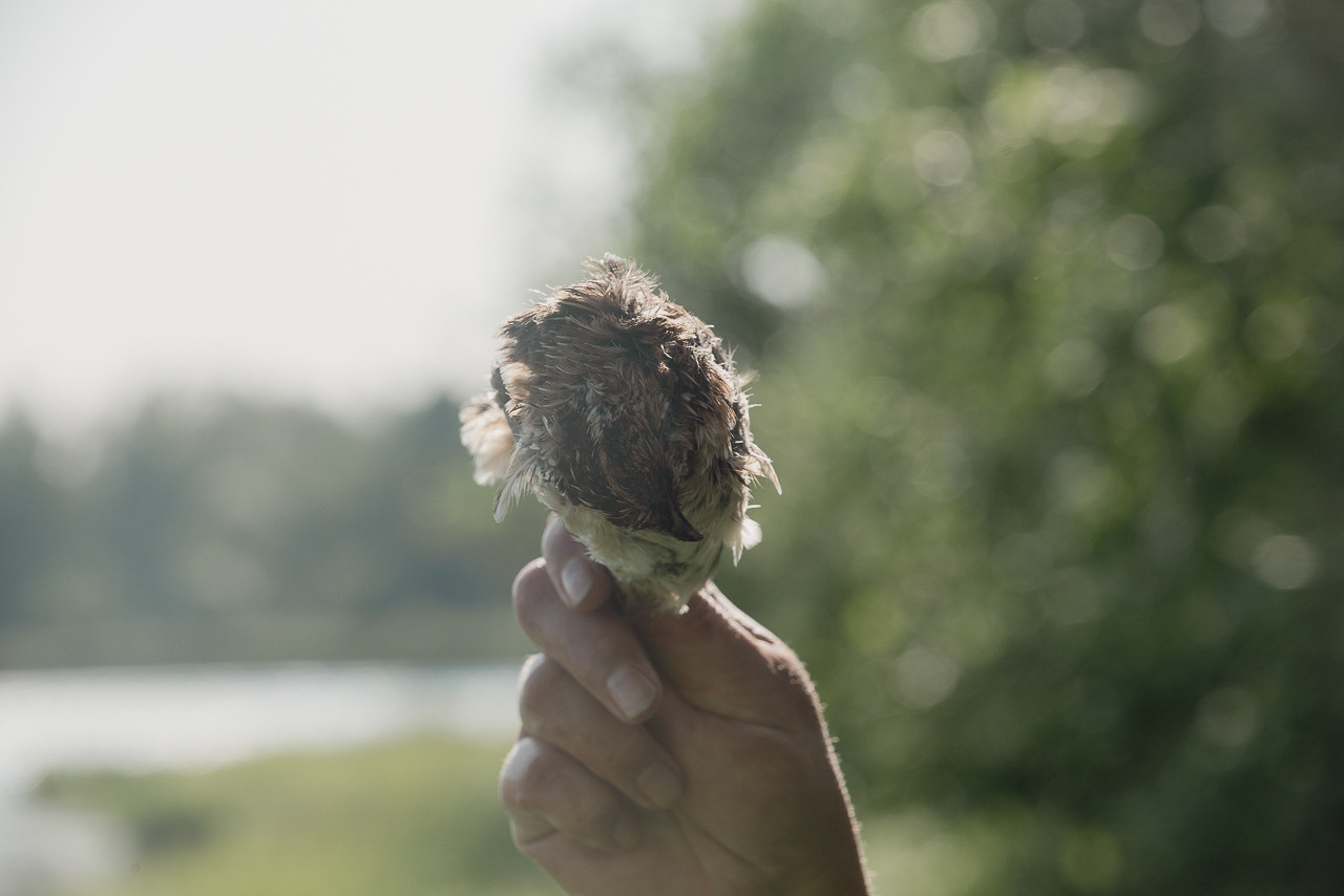 Испытания МОО «Школа Шмеля» 11 июня 2023. Фотограф-анималист Наталья Светличная