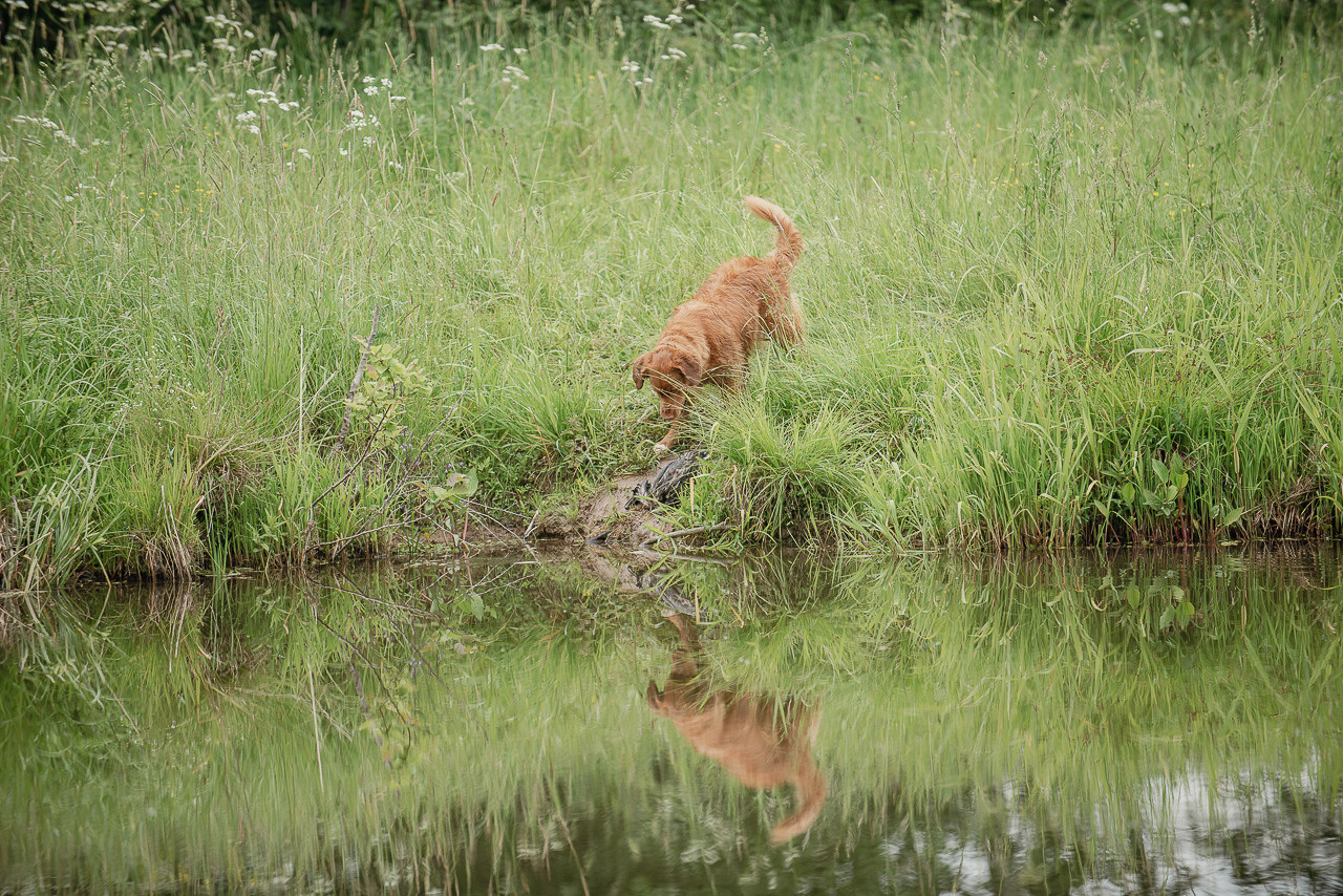 Состязания по розыску и подаче битой дичи, ЯРОС, 18.06.23. Фотограф-анималист Наталья Светличная