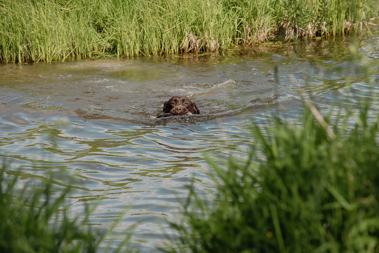 Испытания МОО «Школа Шмеля» 11 июня 2023. Фотограф-анималист Наталья Светличная