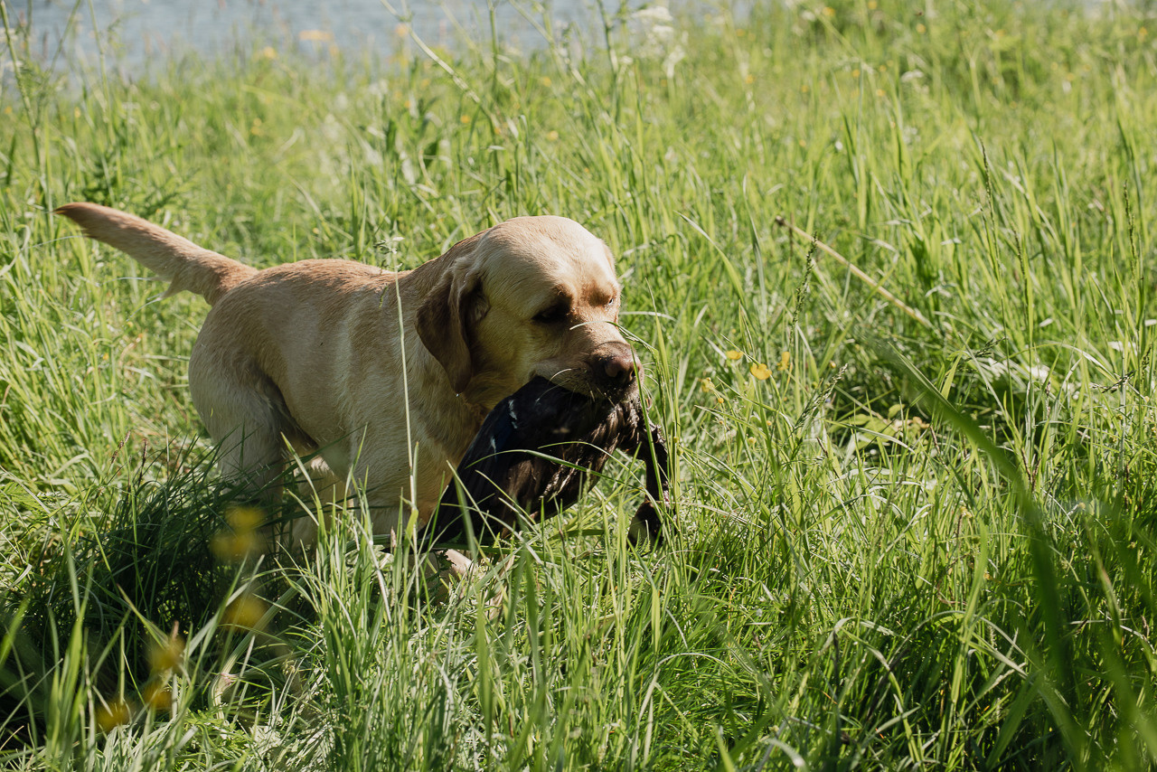 Испытания МОО «Школа Шмеля» 11 июня 2023. Фотограф-анималист Наталья Светличная