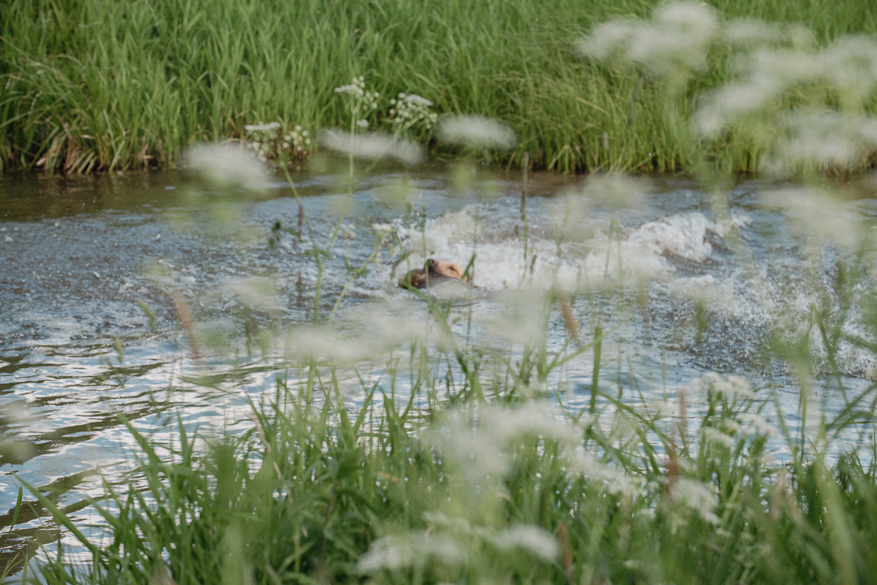 Испытания МОО «Школа Шмеля» 11 июня 2023. Фотограф-анималист Наталья Светличная