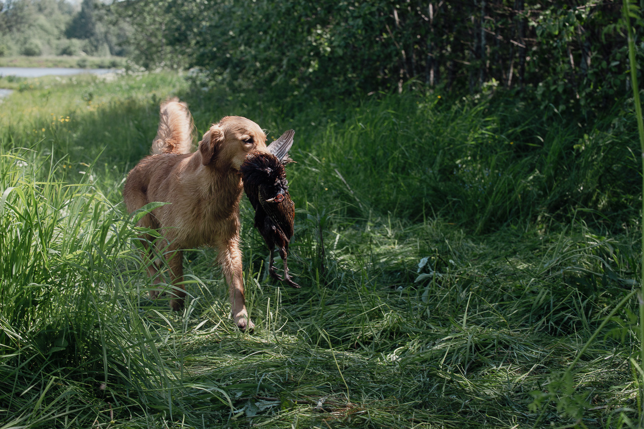 Испытания МОО «Школа Шмеля» 11 июня 2023. Фотограф-анималист Наталья Светличная