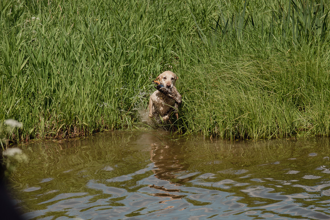 Испытания МОО «Школа Шмеля» 11 июня 2023. Фотограф-анималист Наталья Светличная
