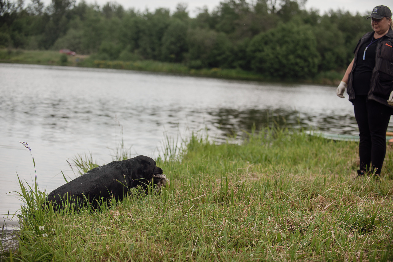 Состязания по розыску и подаче битой дичи, ЯРОС, 18.06.23. Фотограф-анималист Наталья Светличная