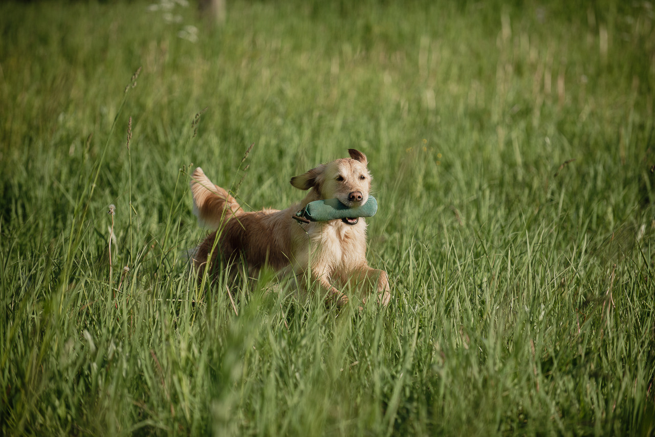 Несертификатный воркинг тест Школы Шмеля, 10 июня 2023. Фотограф-анималист Наталья Светличная