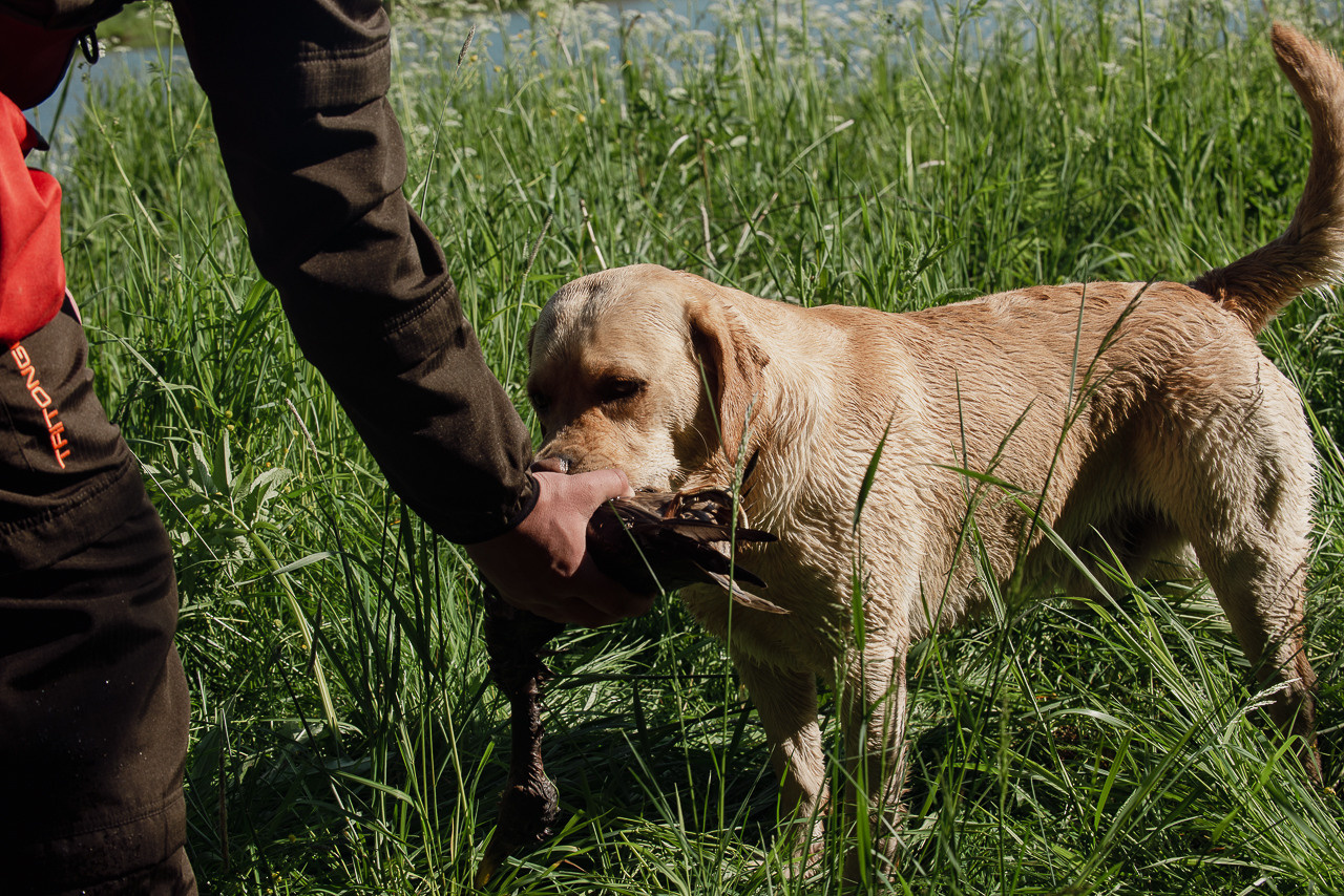 Испытания МОО «Школа Шмеля» 11 июня 2023. Фотограф-анималист Наталья Светличная