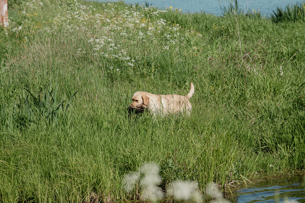 Испытания МОО «Школа Шмеля» 11 июня 2023. Фотограф-анималист Наталья Светличная