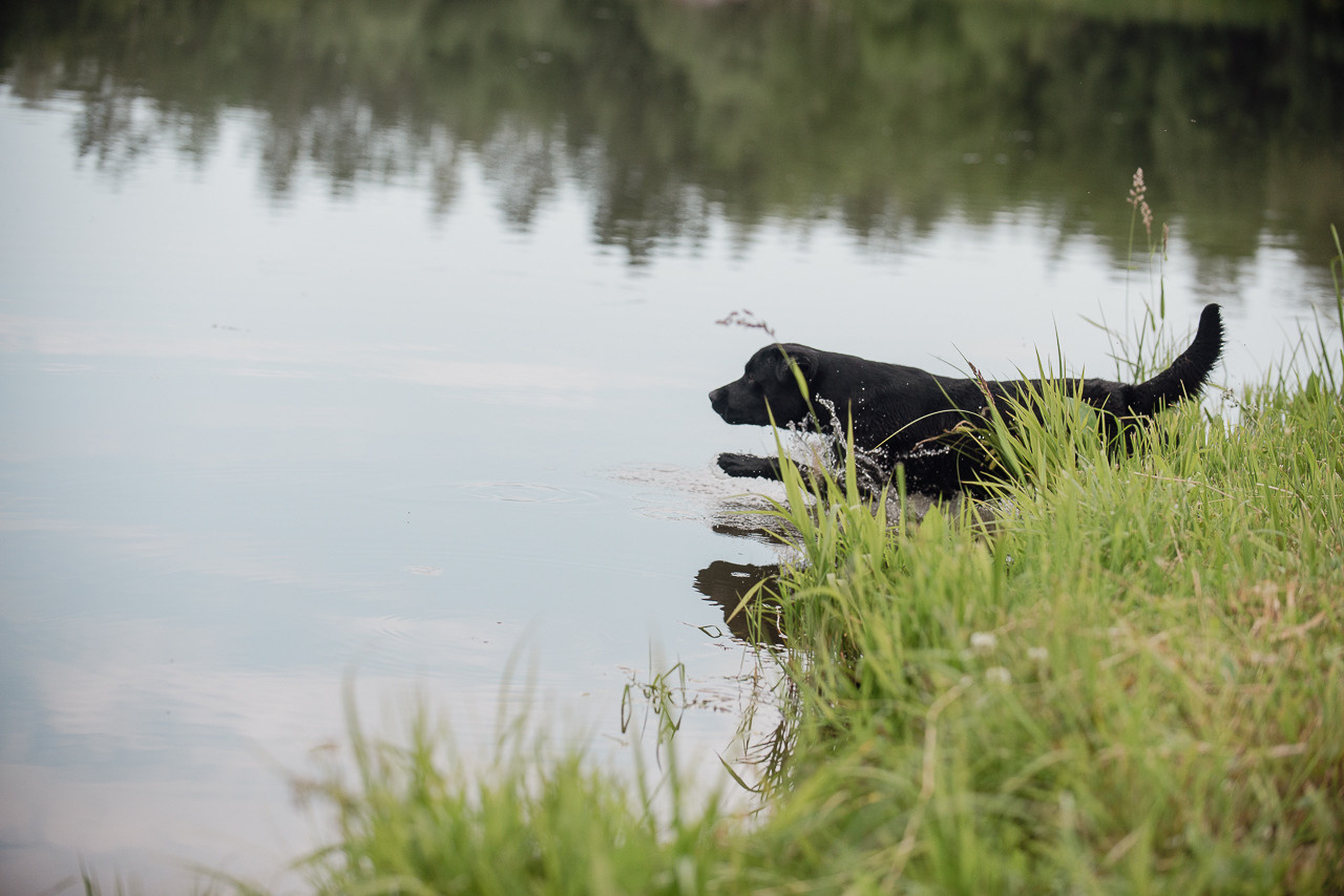 Состязания по розыску и подаче битой дичи, ЯРОС, 18.06.23. Фотограф-анималист Наталья Светличная