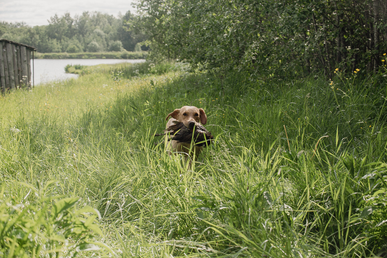 Испытания МОО «Школа Шмеля» 11 июня 2023. Фотограф-анималист Наталья Светличная
