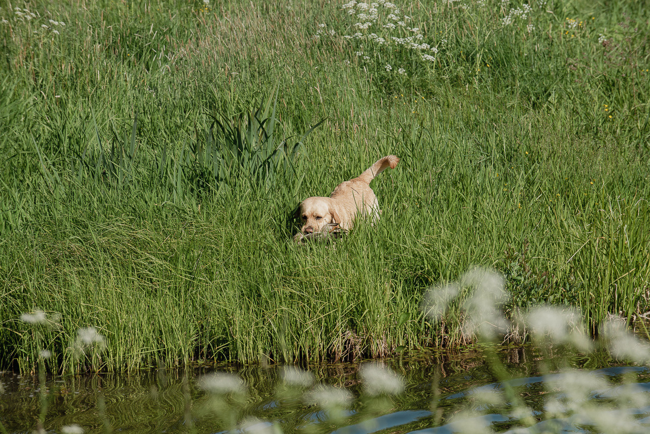 Испытания МОО «Школа Шмеля» 11 июня 2023. Фотограф-анималист Наталья Светличная