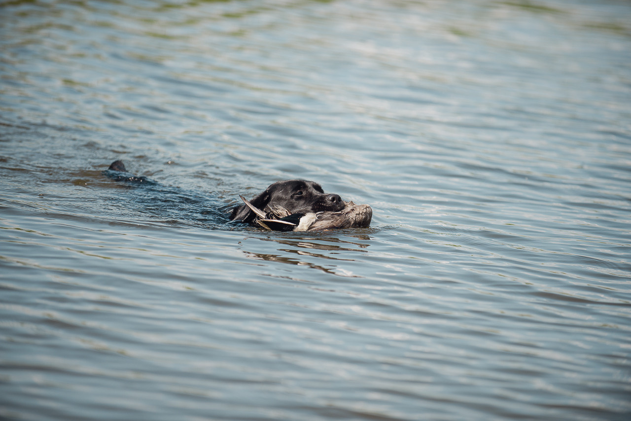 Состязания по розыску и подаче битой дичи, ЯРОС, 18.06.23. Фотограф-анималист Наталья Светличная