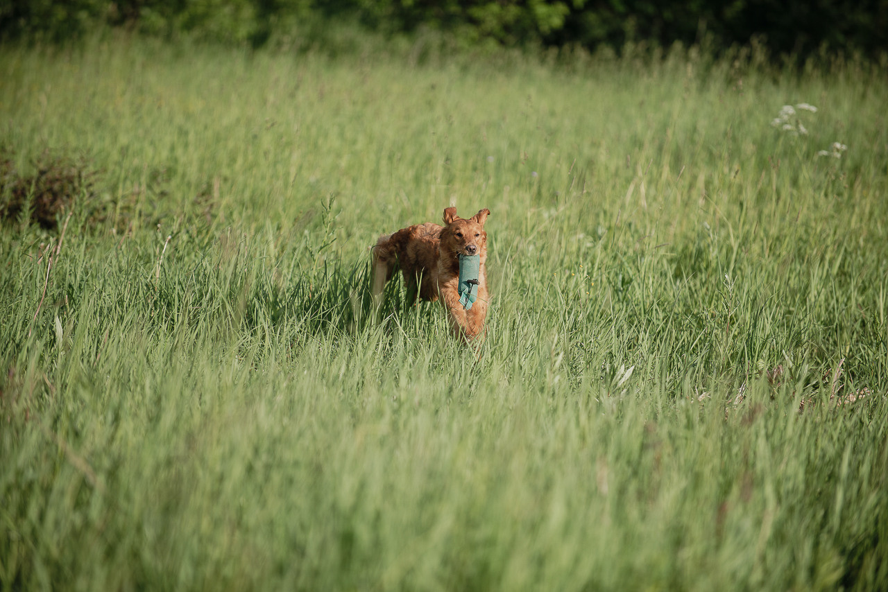 Несертификатный воркинг тест Школы Шмеля, 10 июня 2023. Фотограф-анималист Наталья Светличная
