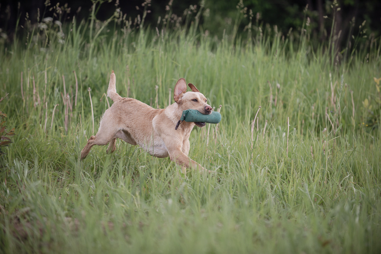 Несертификатный воркинг тест Школы Шмеля, 10 июня 2023. Фотограф-анималист Наталья Светличная