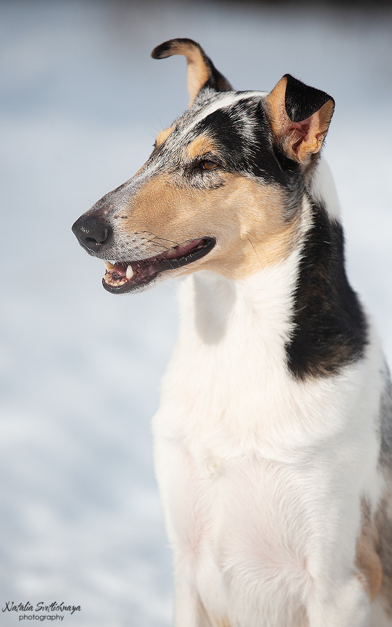 Гладкошерстная колли Саюри. Фотограф-анималист Наталья Светличная